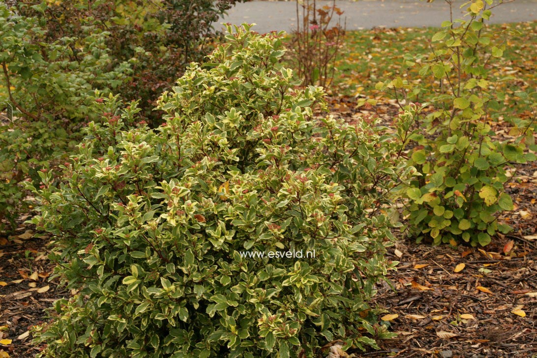 Viburnum tinus 'Variegatum'