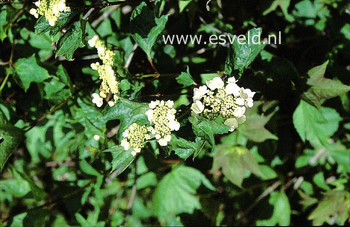 Viburnum trilobum