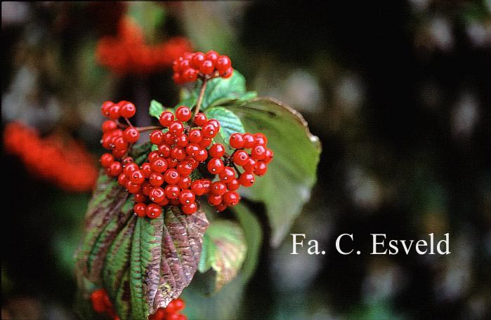Viburnum wrightii hessei