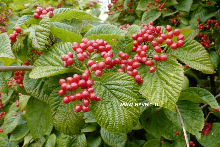 Viburnum wrightii