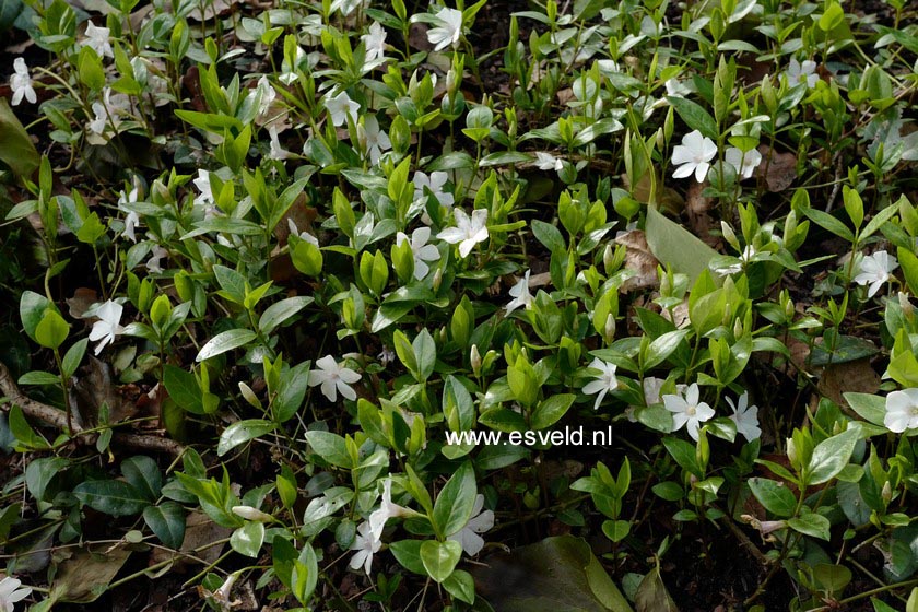Vinca minor 'Alba'