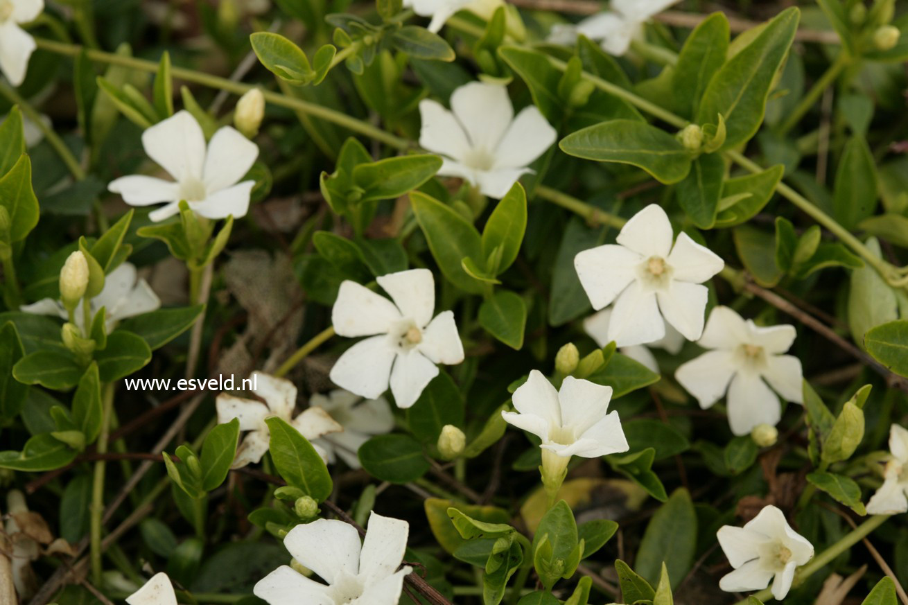 Vinca minor 'Elisa'