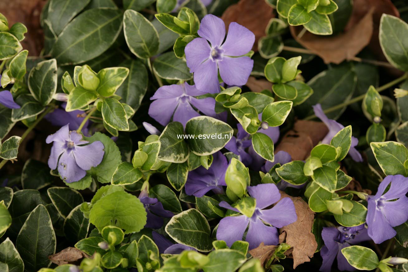 Vinca minor 'Ralph Shugert'