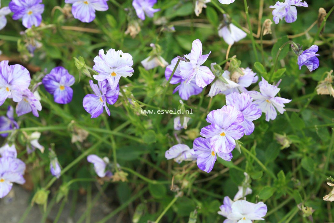 Viola 'Columbine' (35204)