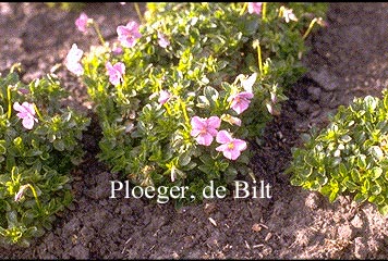 Viola 'Haslemere' Viola 'Haslemere'