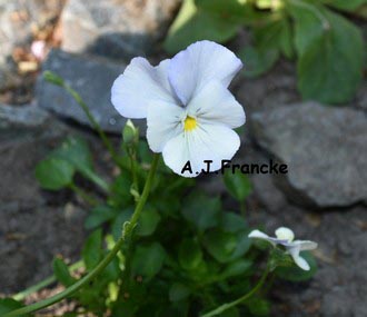 Viola 'Milkmaid' (52389)