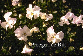 Viola 'White Superior'