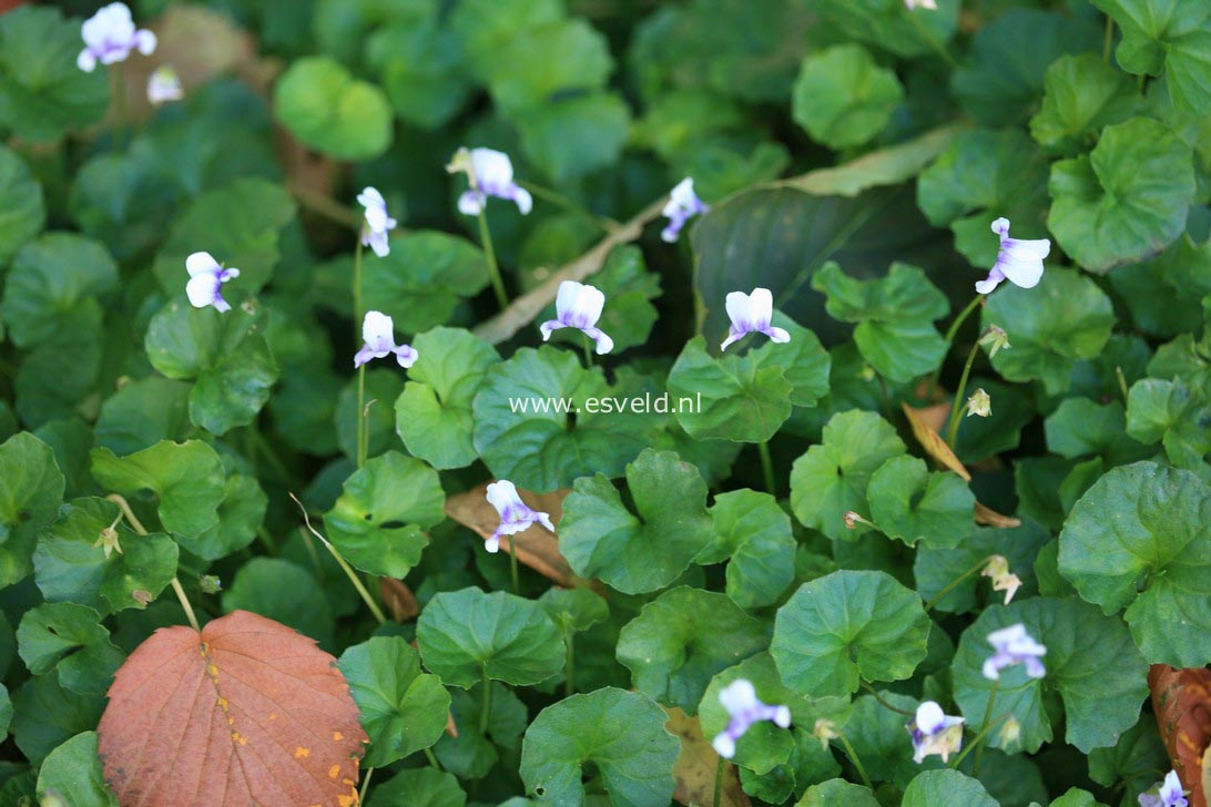 Viola hederacea