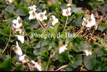 Viola odorata 'Alba' Viola odorata 'Alba'