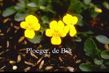 Viola stojanowii