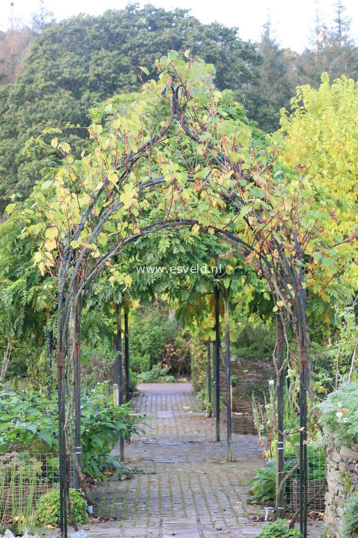 Vitis 'Aurora' (32241)