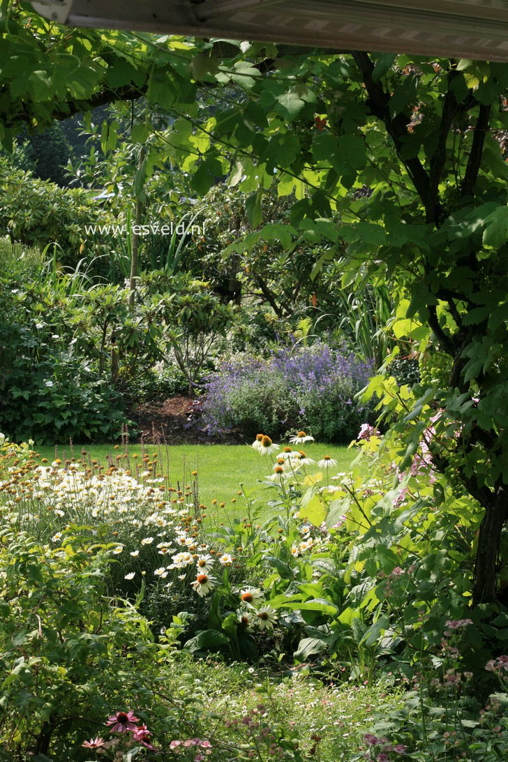 Vitis 'Rembrandt' (34713)