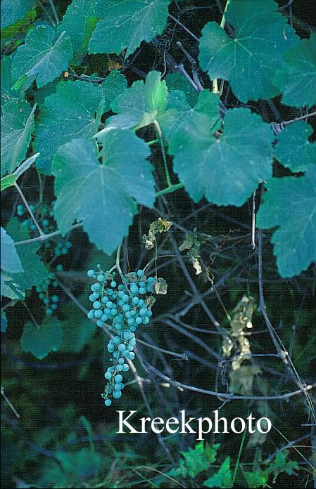 Vitis californica