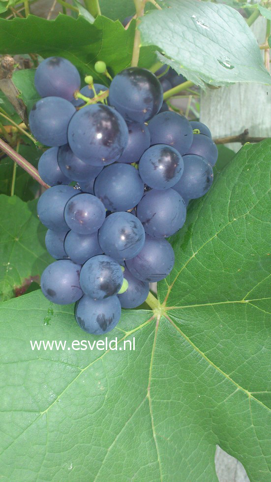 Vitis vinifera 'Boskoop Glory'