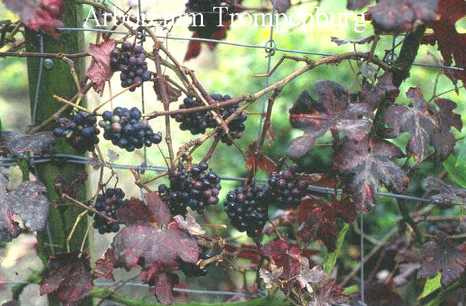 Vitis vinifera 'Brant' Vitis vinifera 'Brant'