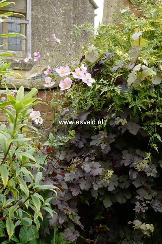 Vitis vinifera 'Purpurea'