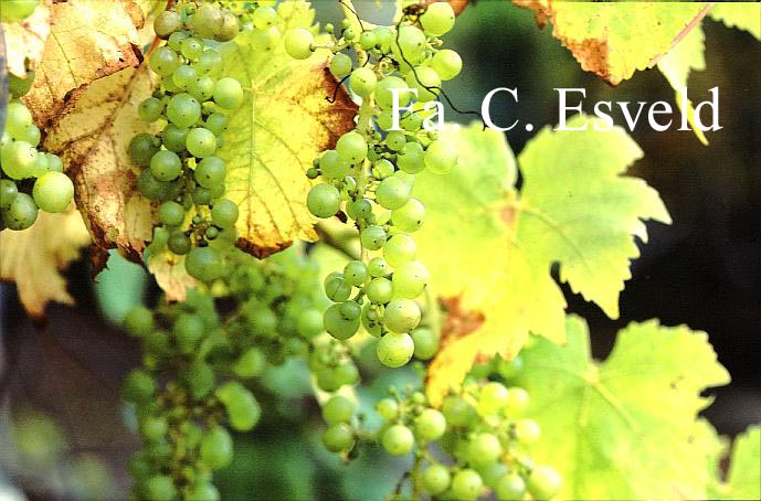 Vitis vinifera 'Witte van der Laan'