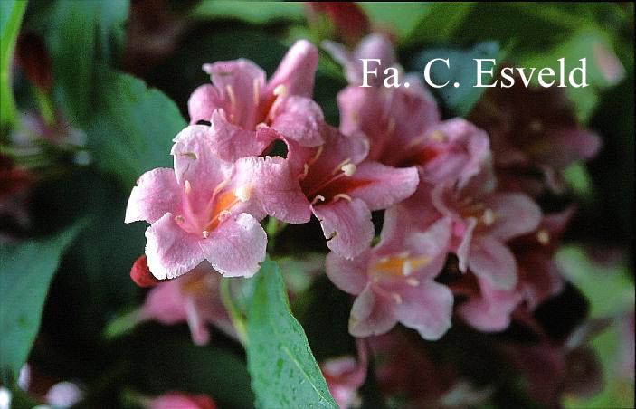 Weigela 'Biformis'