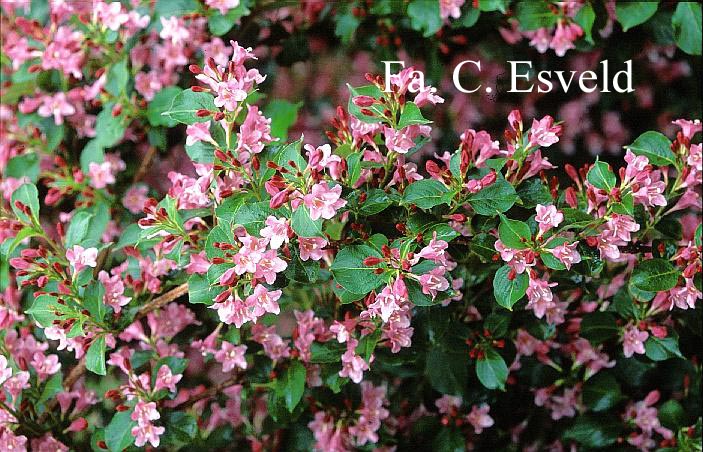 Weigela 'Bouquet Rose' Weigela 'Bouquet Rose'