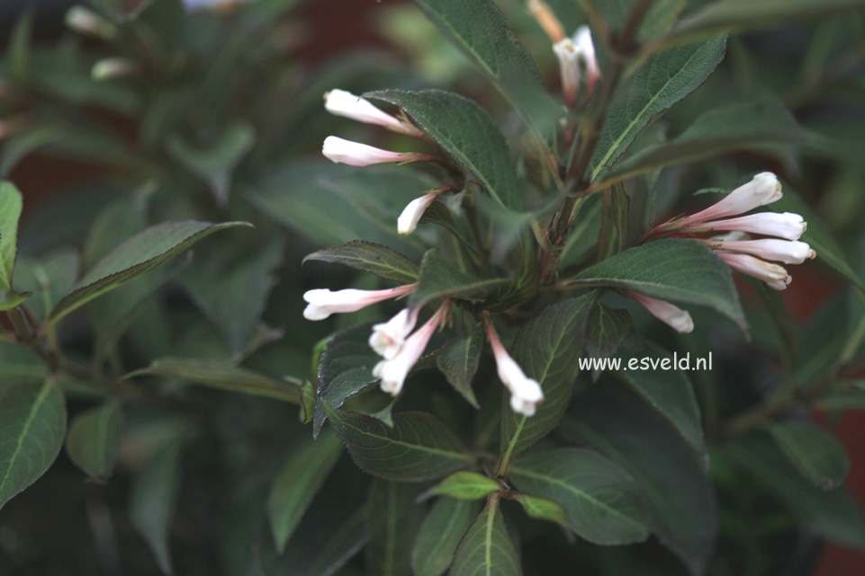 Weigela 'Courtacad1' (BLACK AND WHITE)