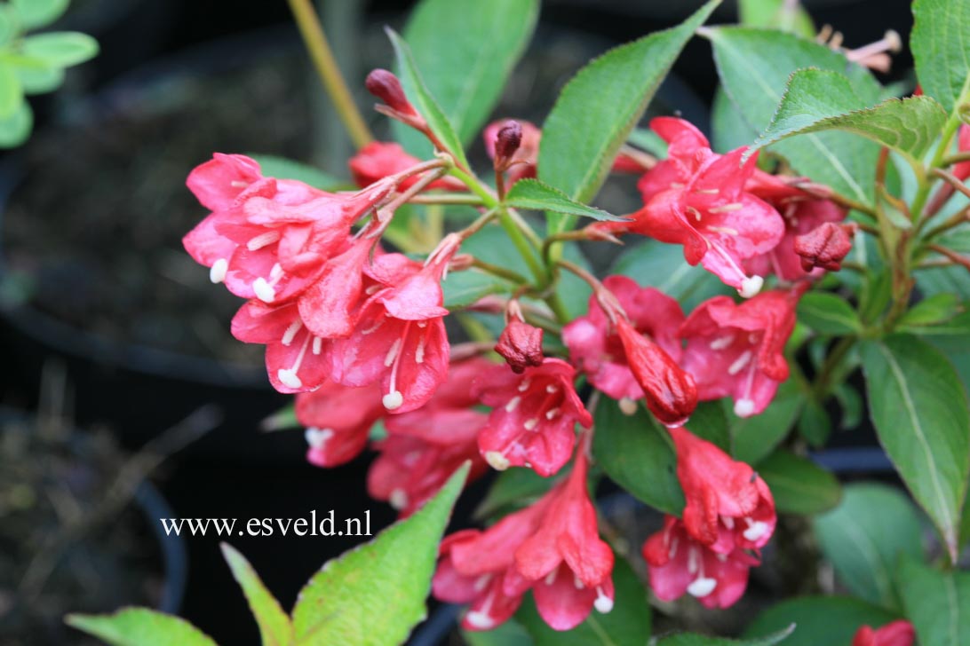 Weigela 'Eva Rathke'