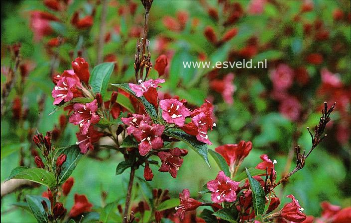 Weigela 'Eva Supreme'