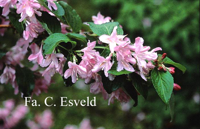 Weigela 'Feerie'