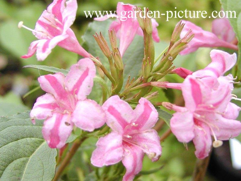 Weigela 'Groenewegenii'