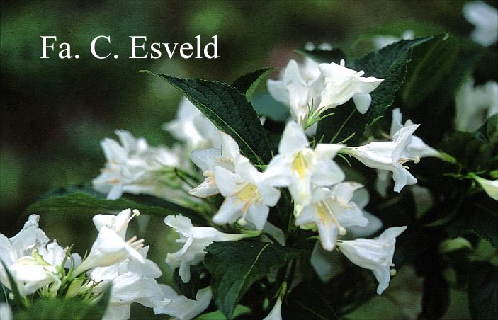 Weigela 'Mont Blanc'