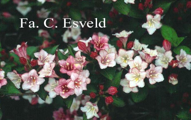 Weigela 'Rosabella' Weigela 'Rosabella'