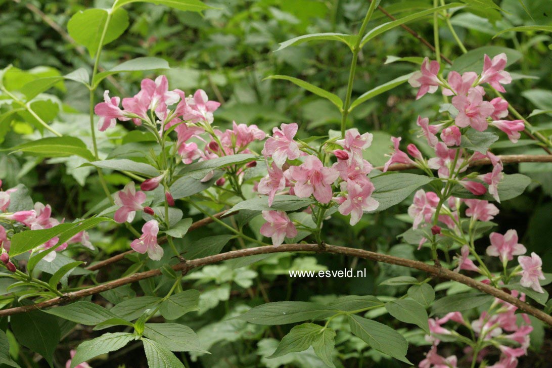 Weigela 'Rosea'