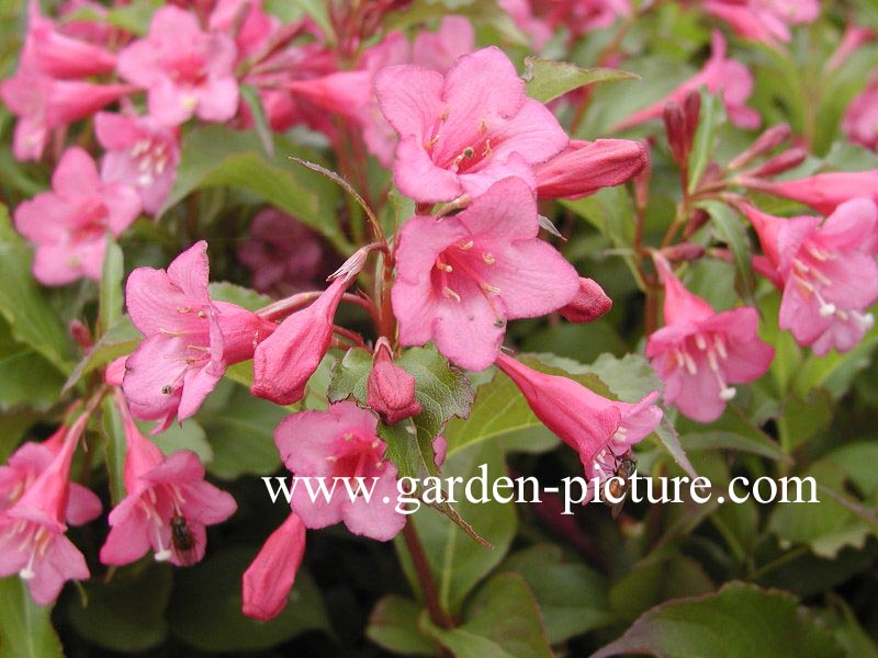 Weigela 'Rumba'