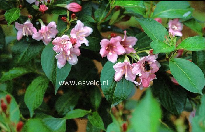 Weigela 'Verschaffelti'