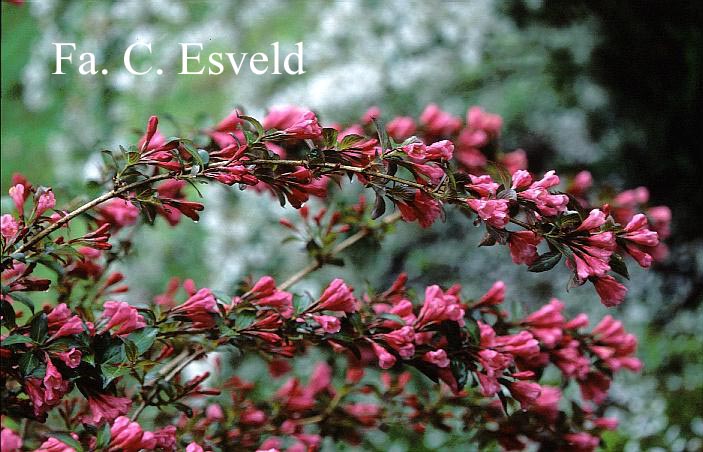Weigela florida 'Victoria'