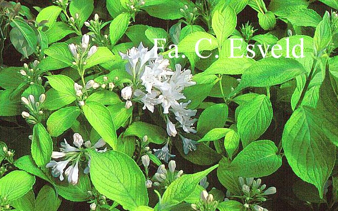 Weigela hortensis 'Nivea'