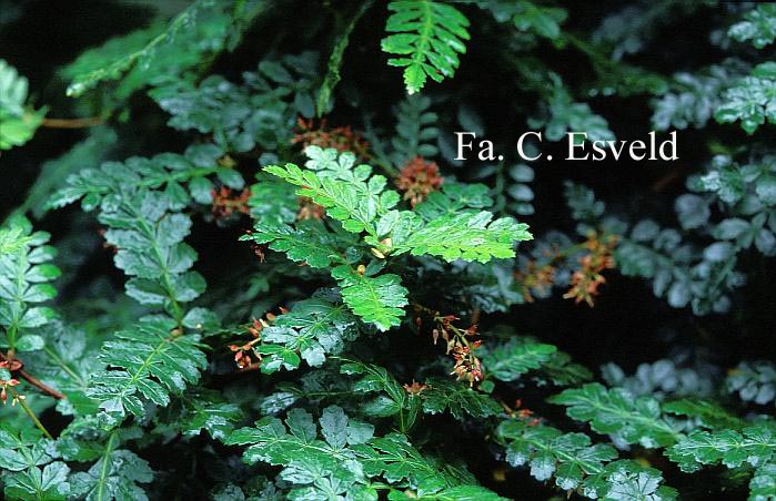 Weinmannia trichosperma