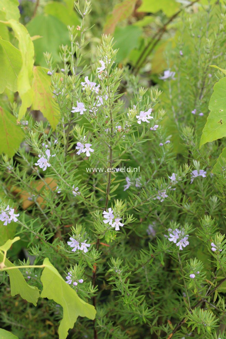 Westringia brevifolia (35011)