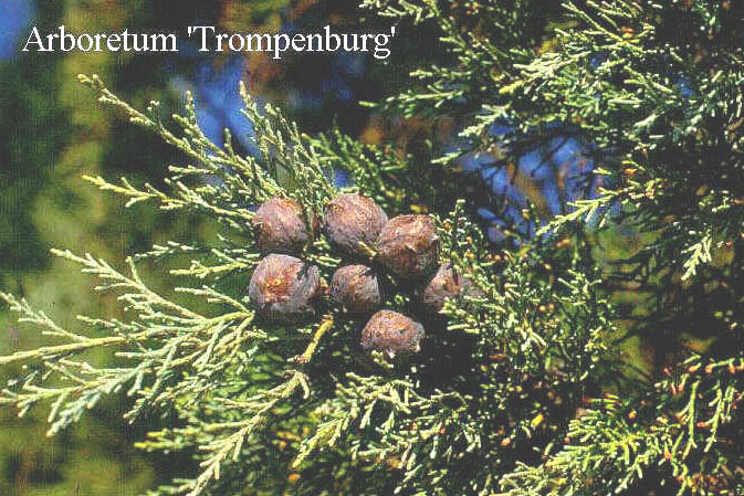 Widdringtonia nodiflora