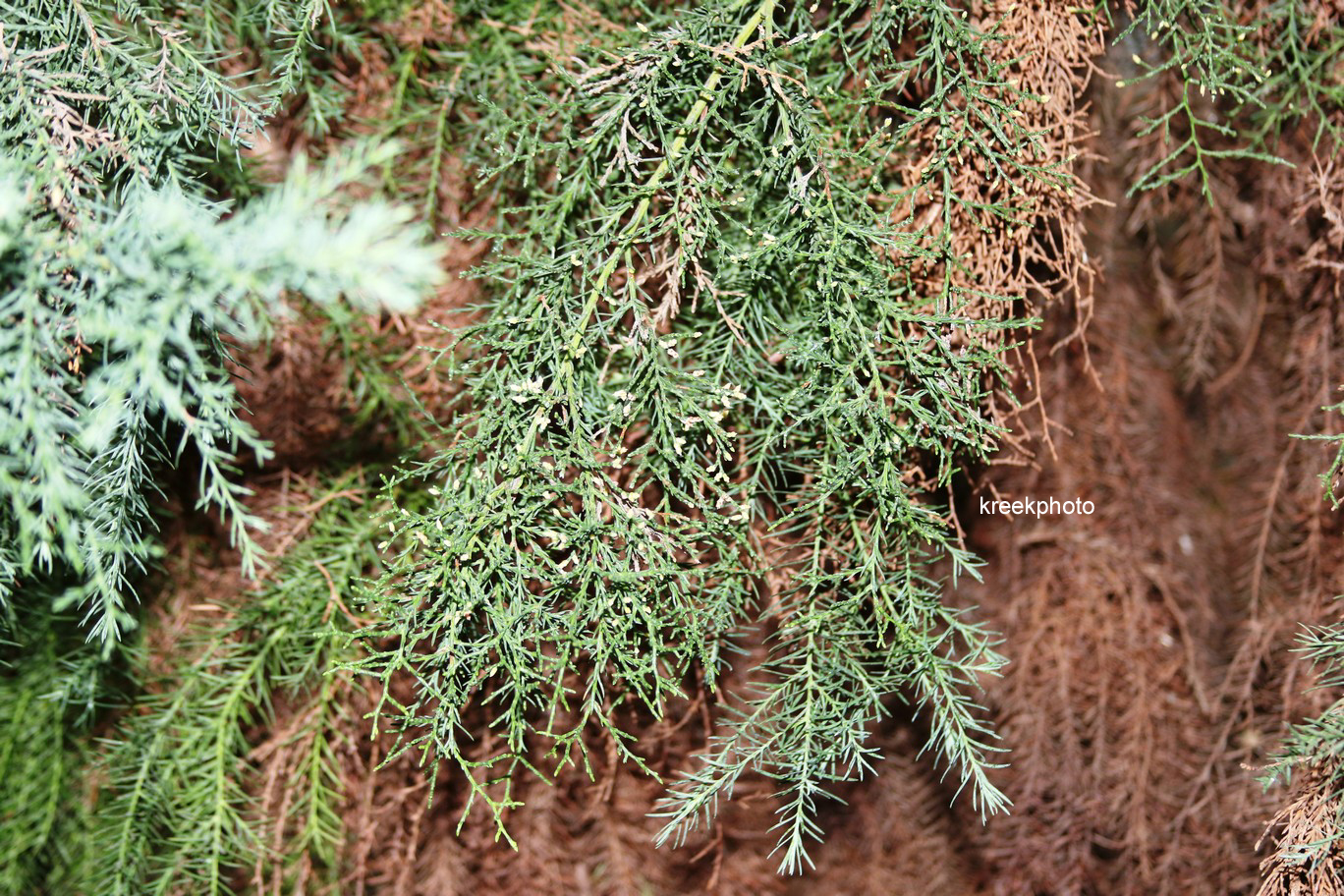 Widdringtonia schwarzii