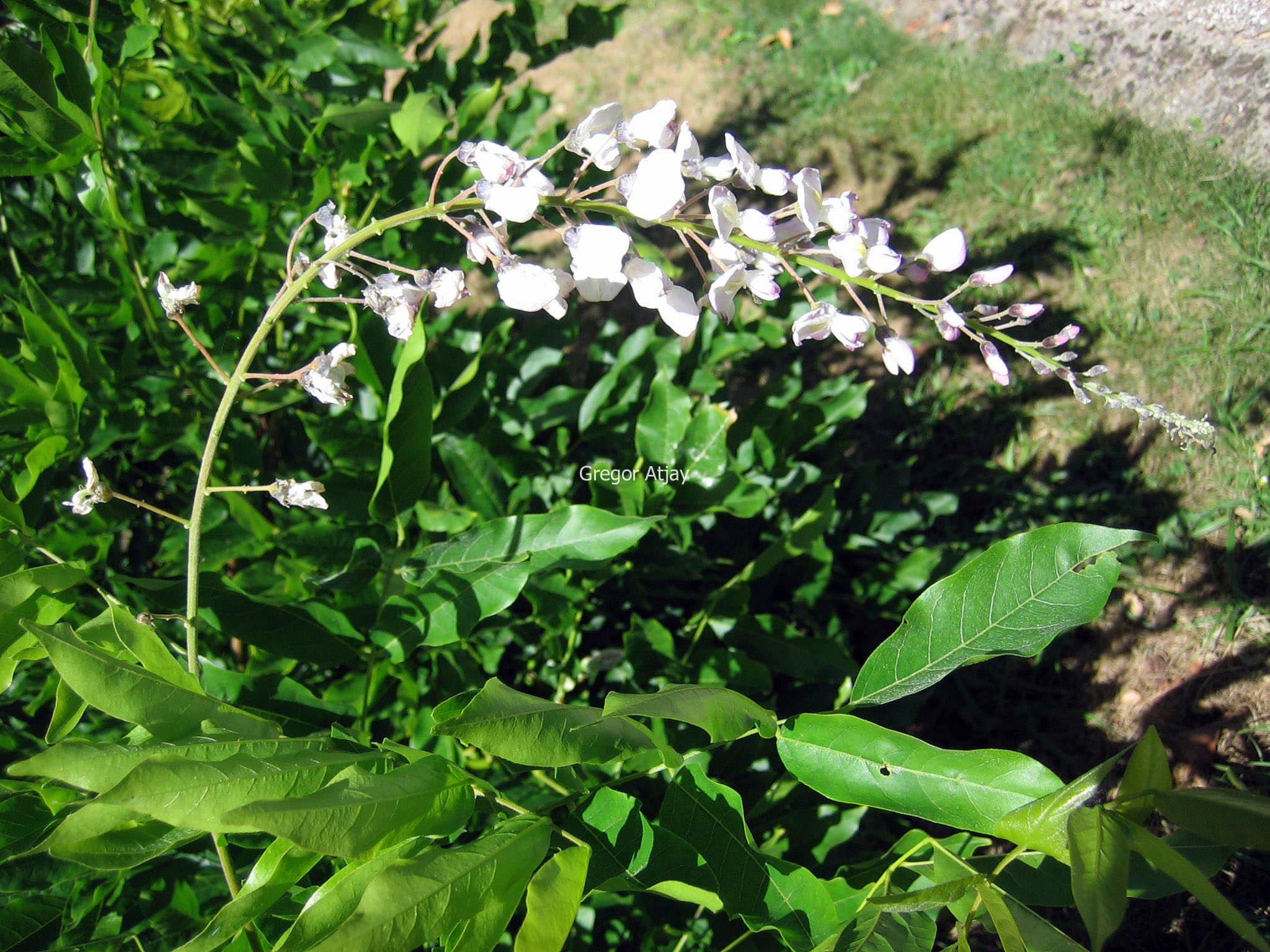 Wisteria 'Lavender Lace'