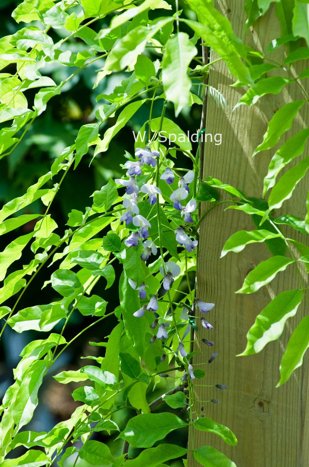 Wisteria floribunda 'Issai-naga' (Issai Perfect)