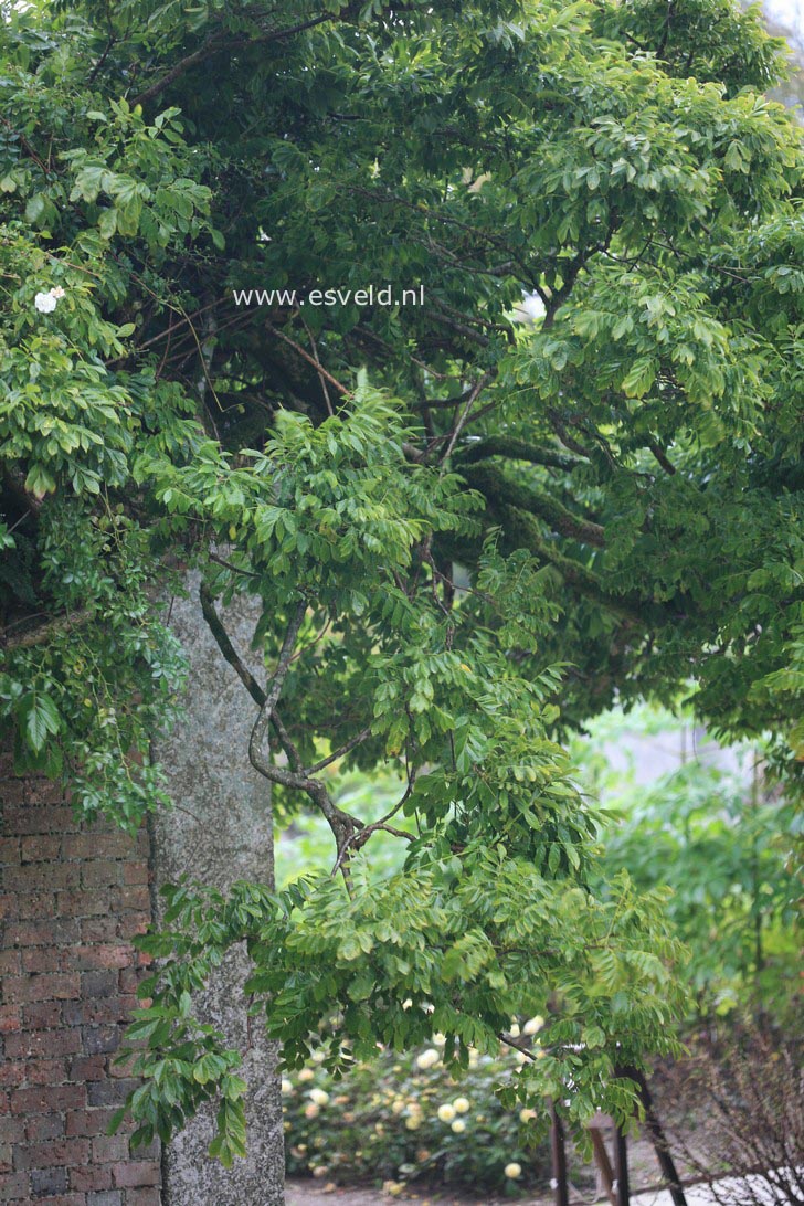 Wisteria frutescens (32210)