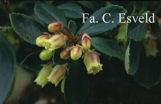 Wittsteinia vacciniacea