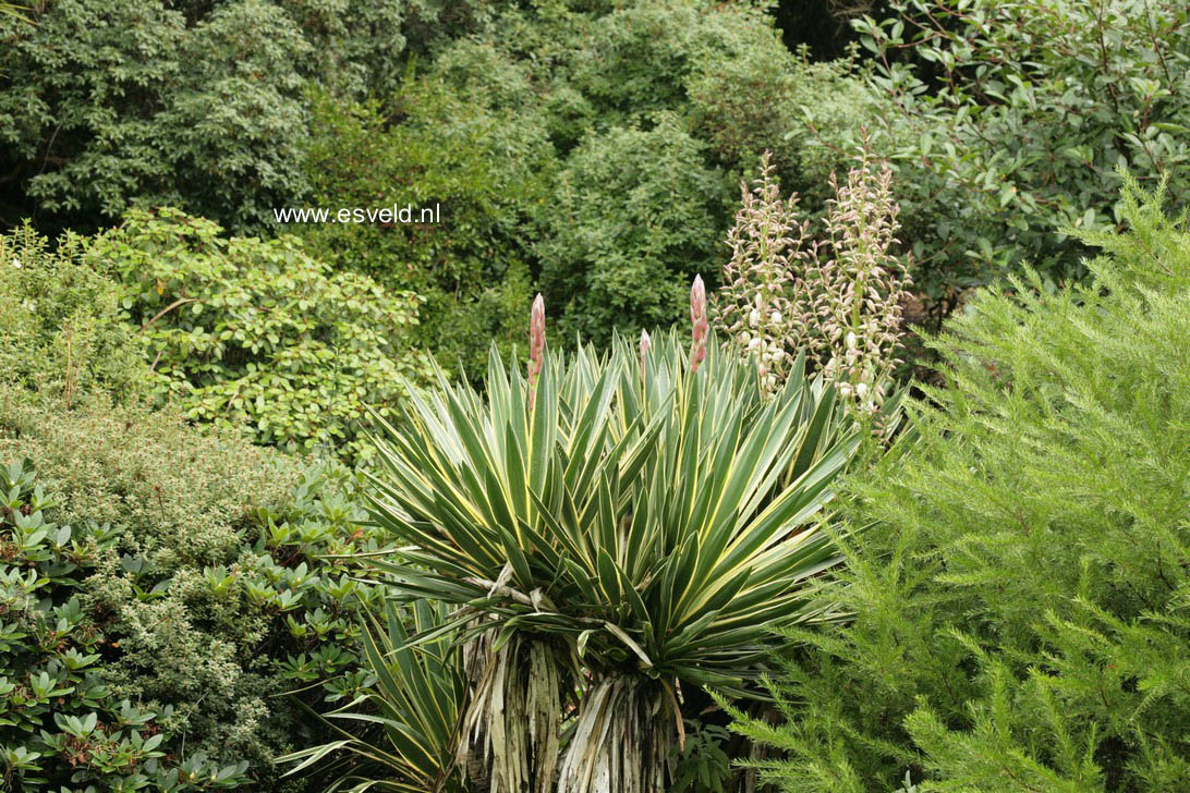 Yucca filamentosa 'Variegata'