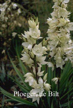 Yucca flaccida 'Ivory' Yucca flaccida 'Ivory'