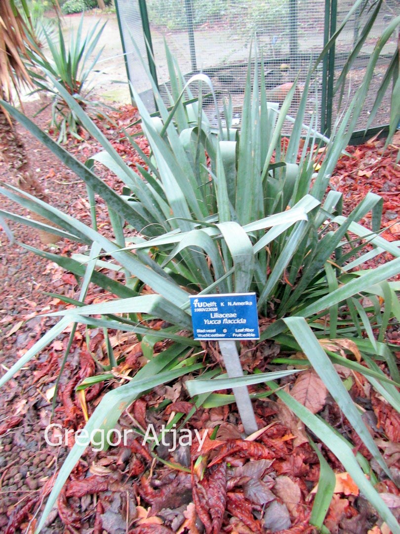 Yucca flaccida