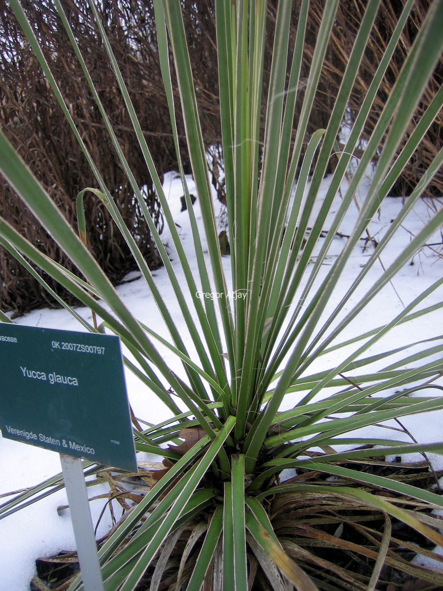 Yucca glauca