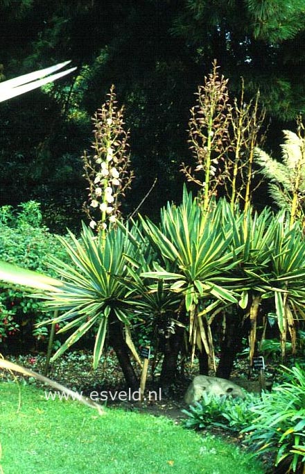 Yucca gloriosa