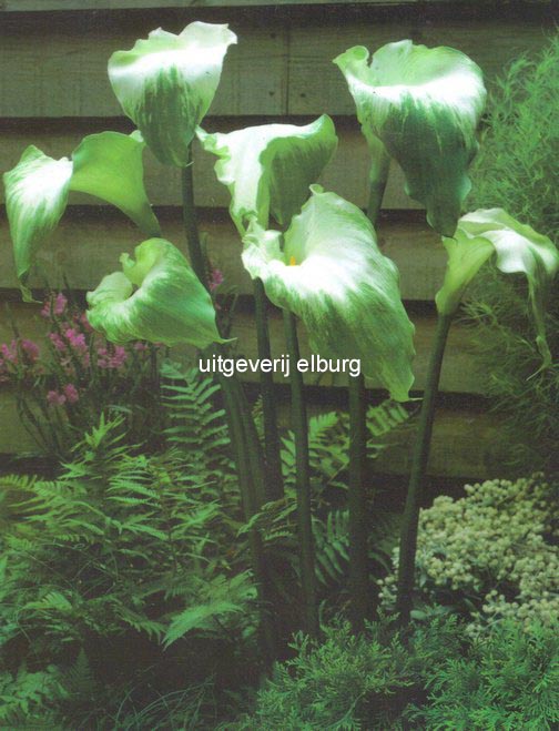 Zantedeschia aethiopica 'Green Goddess'