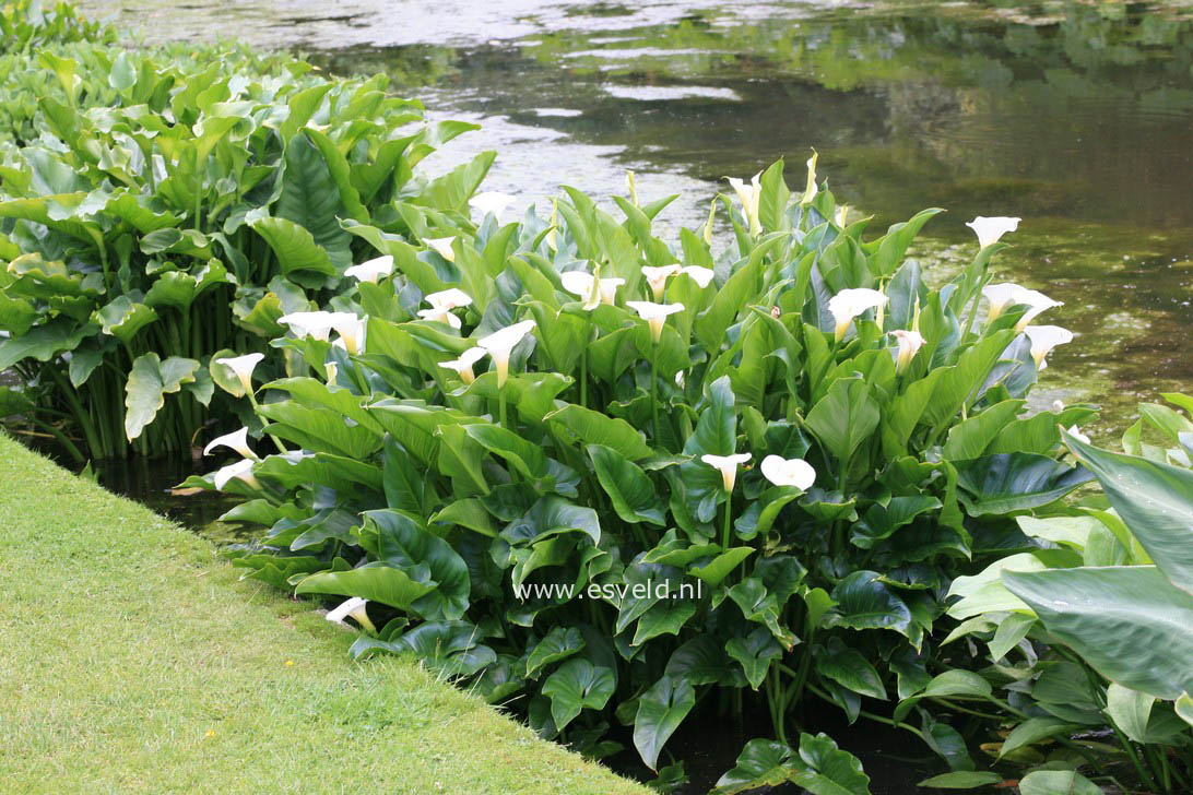 Zantedeschia aethiopica